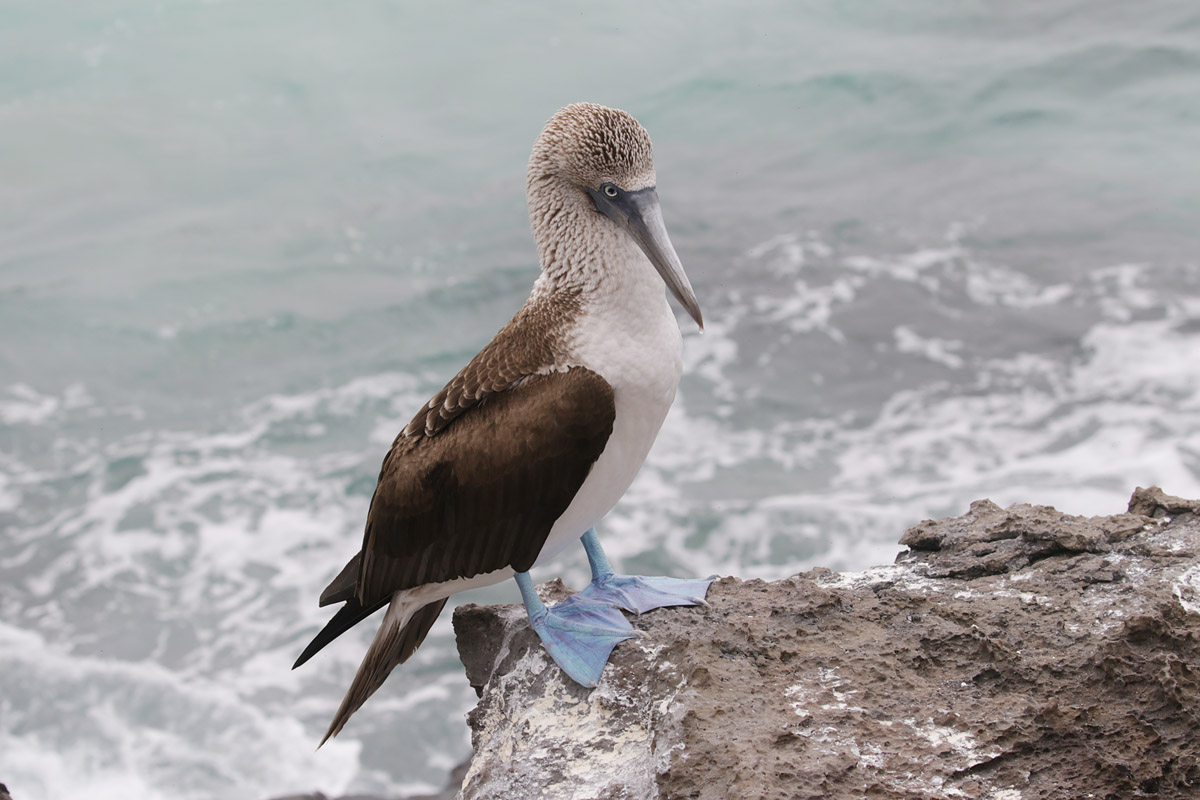 Bluefooted Booby